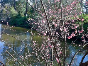 Blooming on the Creek