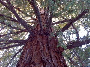 Redwood Tree next Door