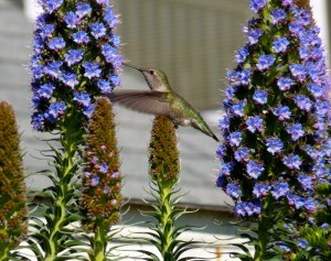 Hummingbird
