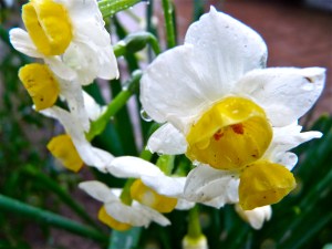 narcissus