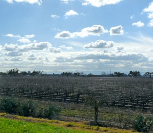 Vineyard at Road 25A