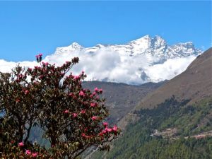 blooming rhodedendron