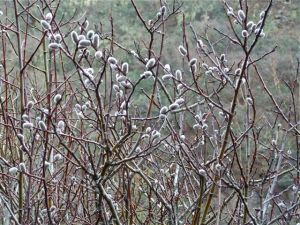 pussy willows