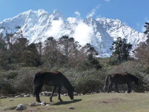 rick's horse along the way to tangboche