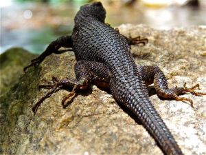 lizard from behind