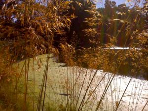 algae, wisps, sun, creek
