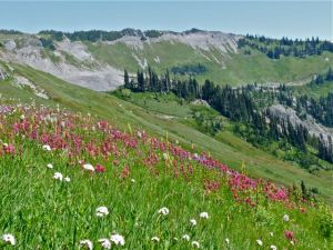 mt rainier flowers