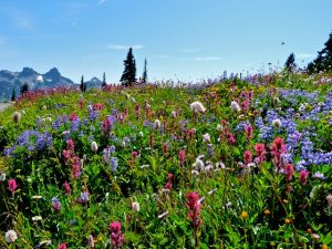 rainier wildflowers