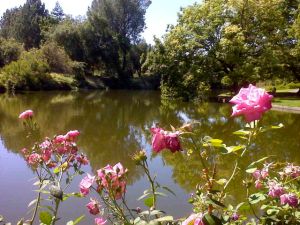 roses on lake mrak