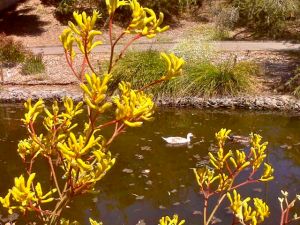 yellow flowers, white duck
