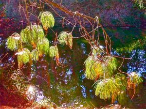 dr seussian plantage