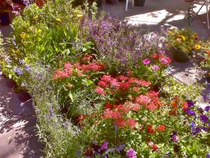 farmers market flowers