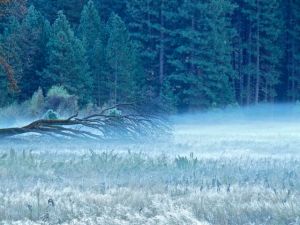 ground fog over meadow