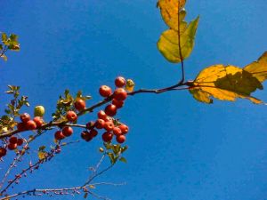 fall berry thingies
