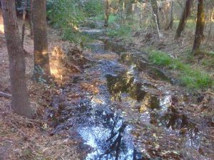 south davis putah creek