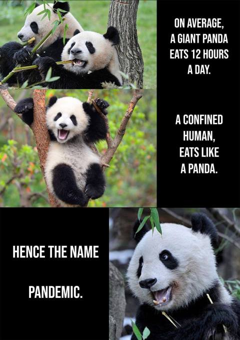 panda emic
